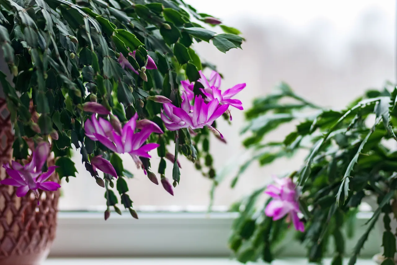 cactus-noel-janvier