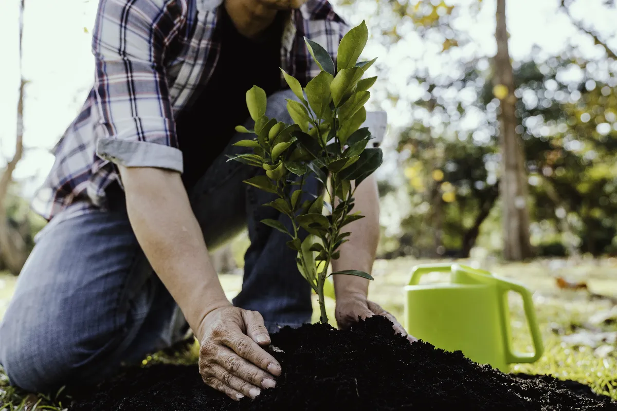 comment-planter-un-arbre-fruitier-voici-les-etapes-a-respecter-absolument