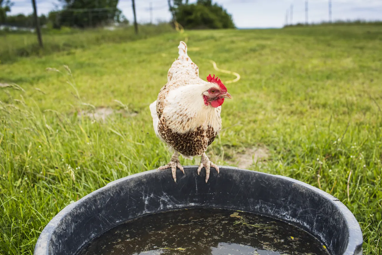 eau-poule-gel