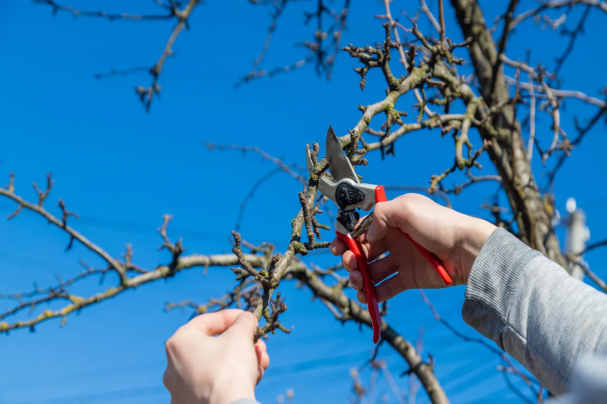 elagage-en-hiver-voici-les-plantes-a-bien-tailler-ce-mois-ci