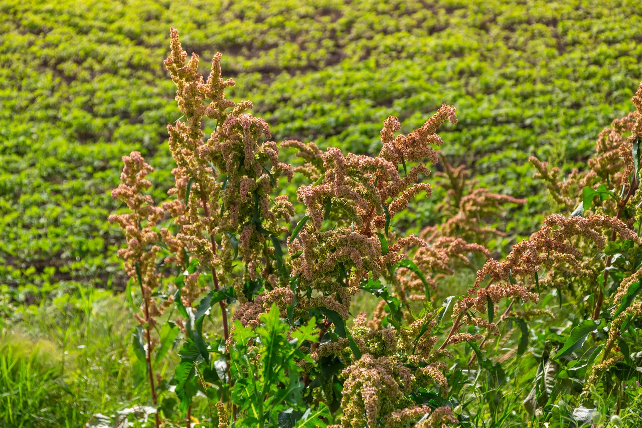 enlever-rumex