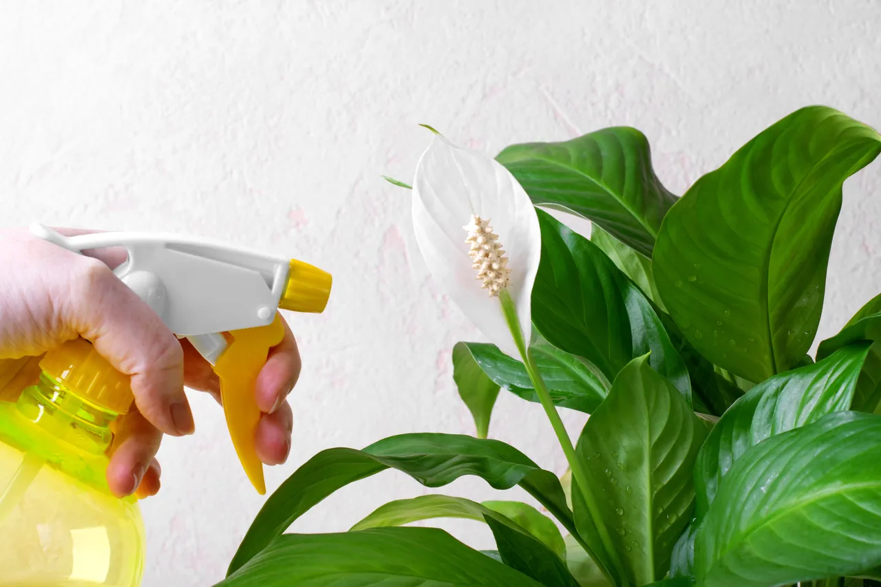 entretien-spathiphyllum
