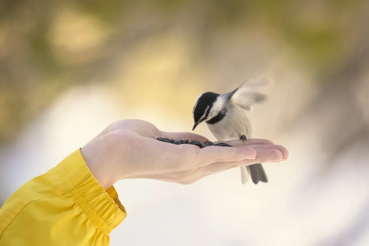 erreurs-nourrir-oiseaux-hiver