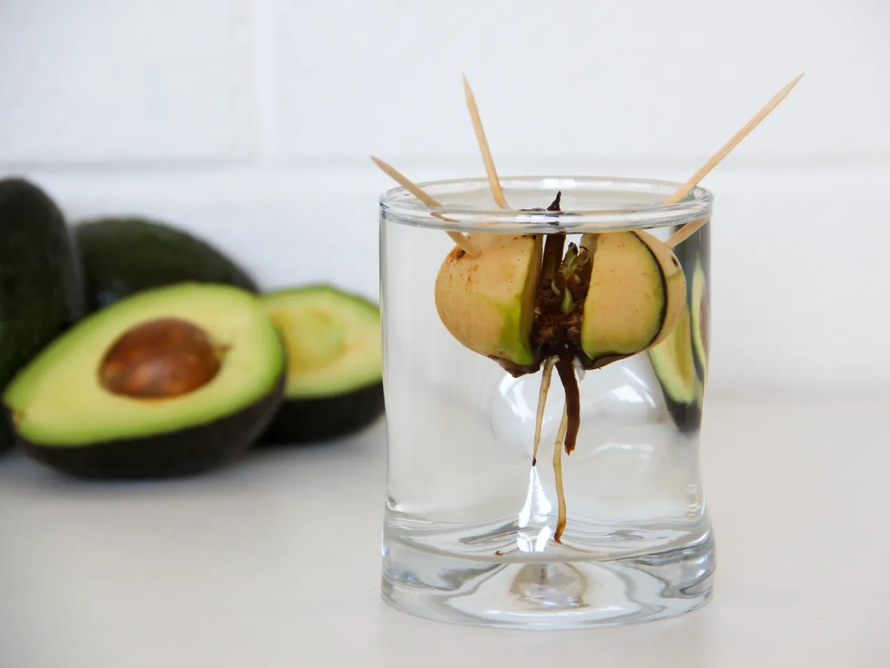 faire-pousser-avocat