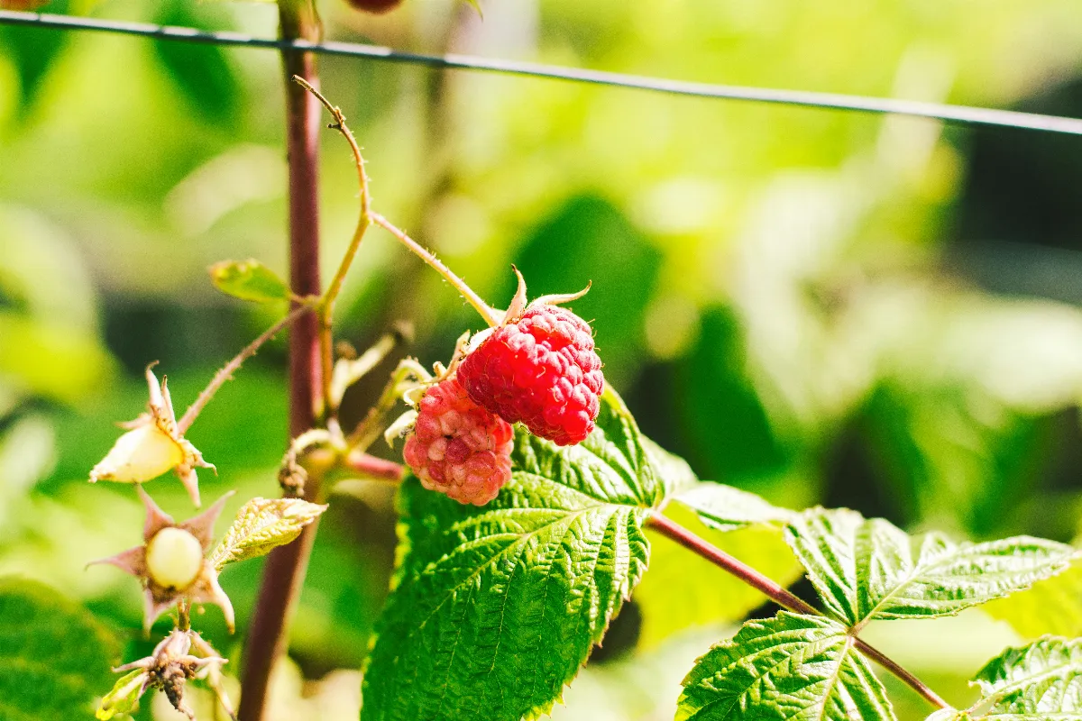 faut-il-planter-vos-framboisiers-en-godets-des-maintenant-voici-la-reponse