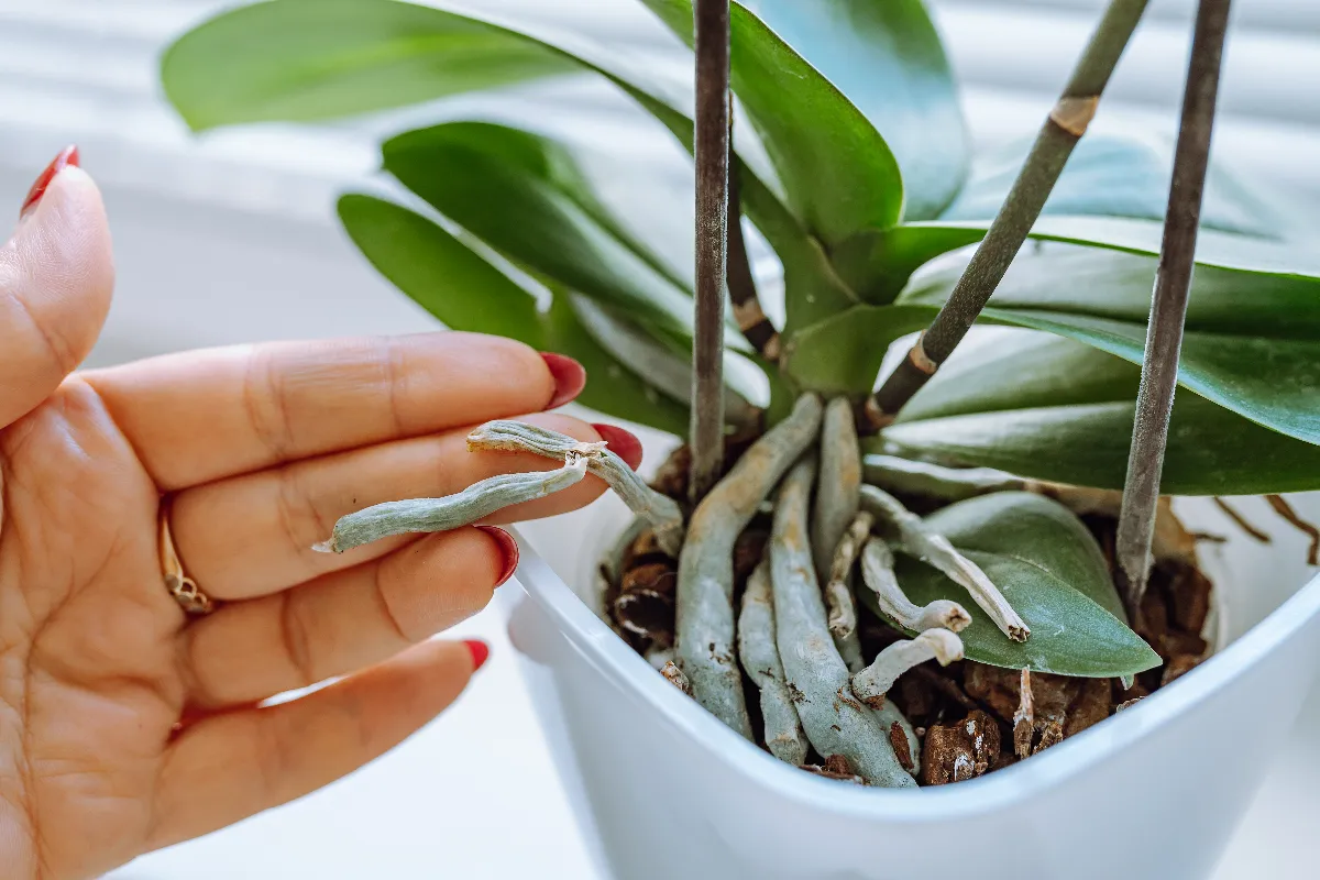 faut-racines-de-votre-orchidee-sortent-du-pot-voici-ce-quil-faut-faire