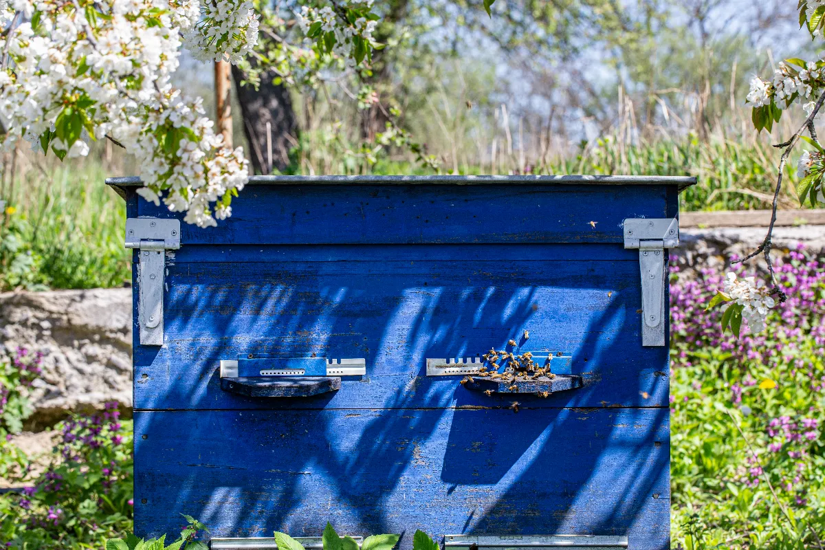 installer-une-ruche-dans-son-jardin-est-ce-vraiment-autorise-voici-les-regles-a-respecter-absolument