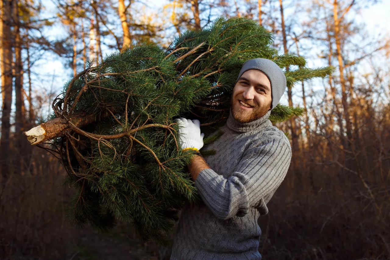 Les fêtes sont passées que faire et où jeter son sapin de Noël