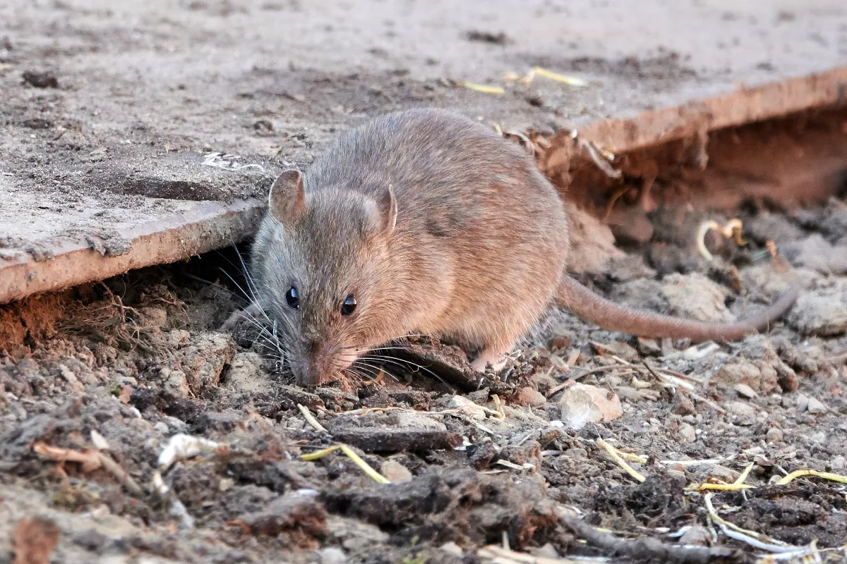 le-compost-favorise-t-il-la-presence-de-rats-chez-vous-voici-la-reponse-et-les-gestes-a-adopter