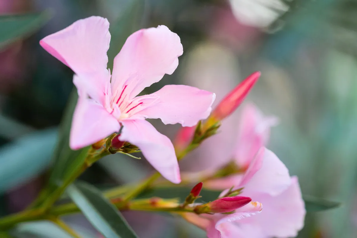 le-laurier-rose-est-il-sensible-au-gel-comment-bien-le-proteger-pendant-lhiver