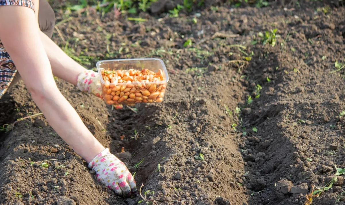 legumes-a-semer-janvier