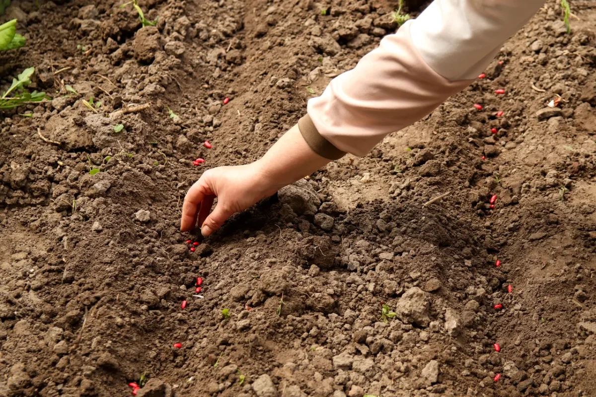 legumes-semer-janvier