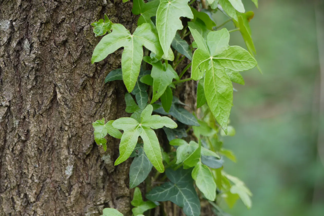 lierre-arbre