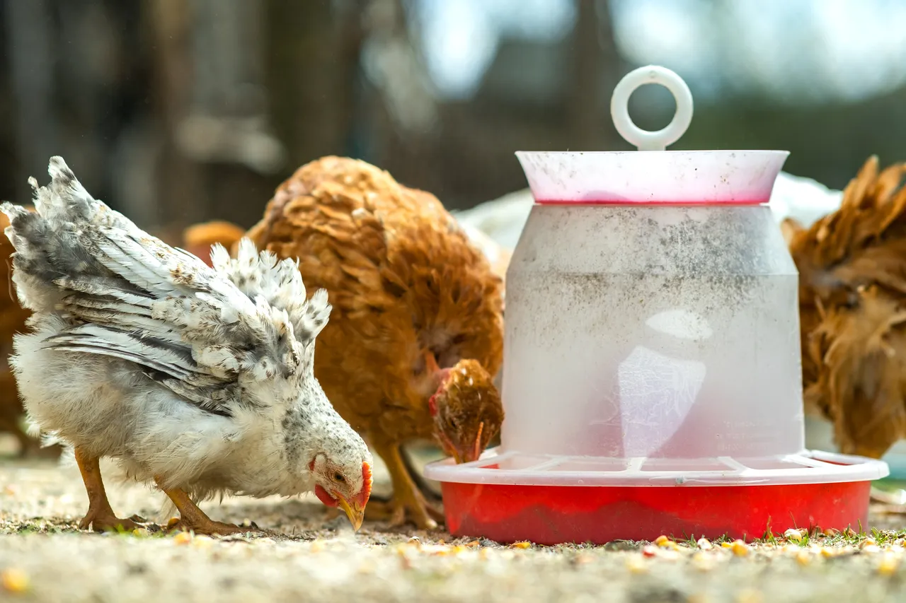 nourriture-poules