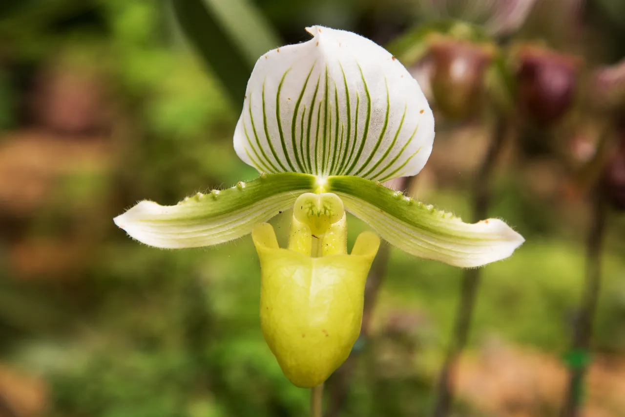 orchidee-refloraison