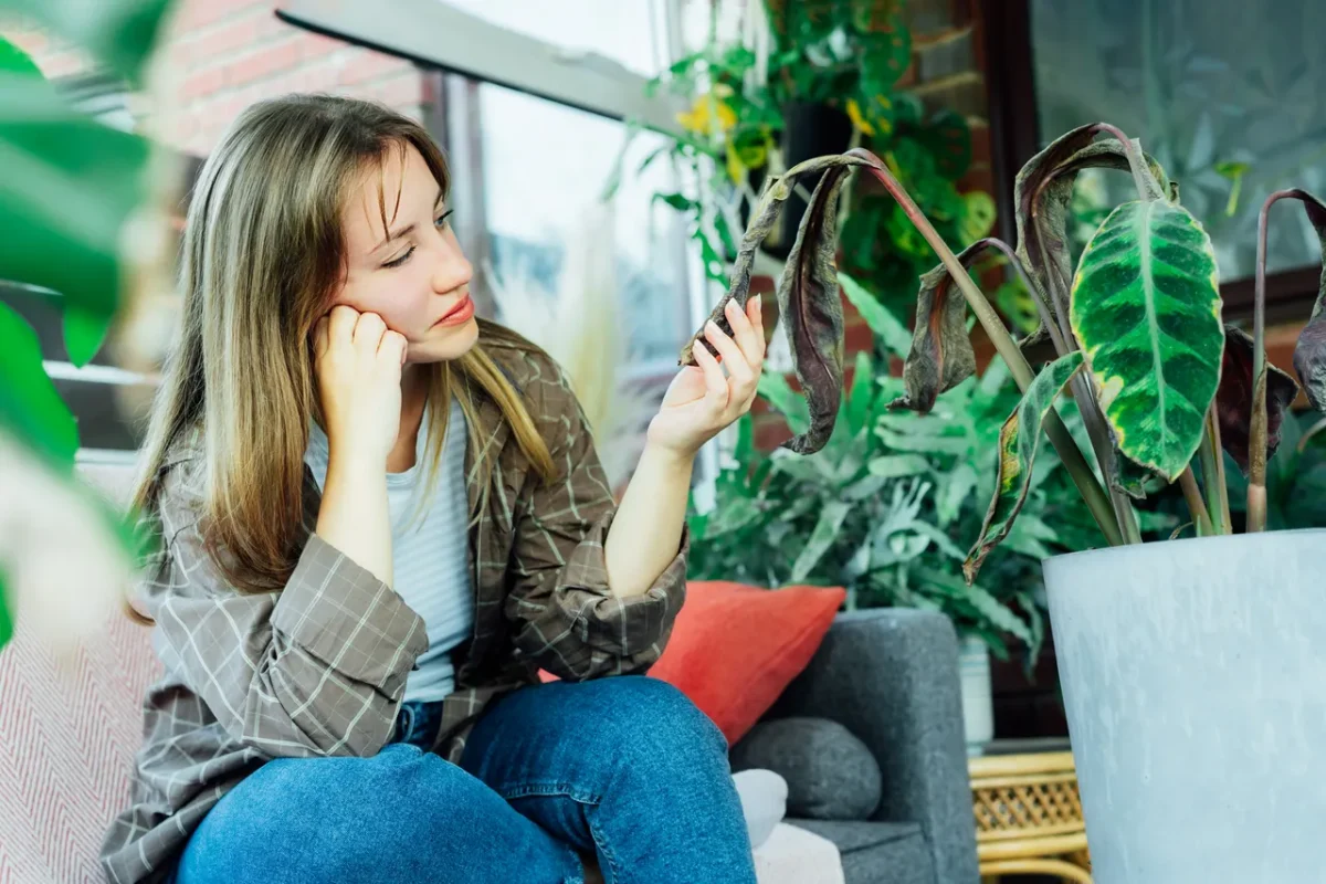 ou-jeter-plantes-mortes