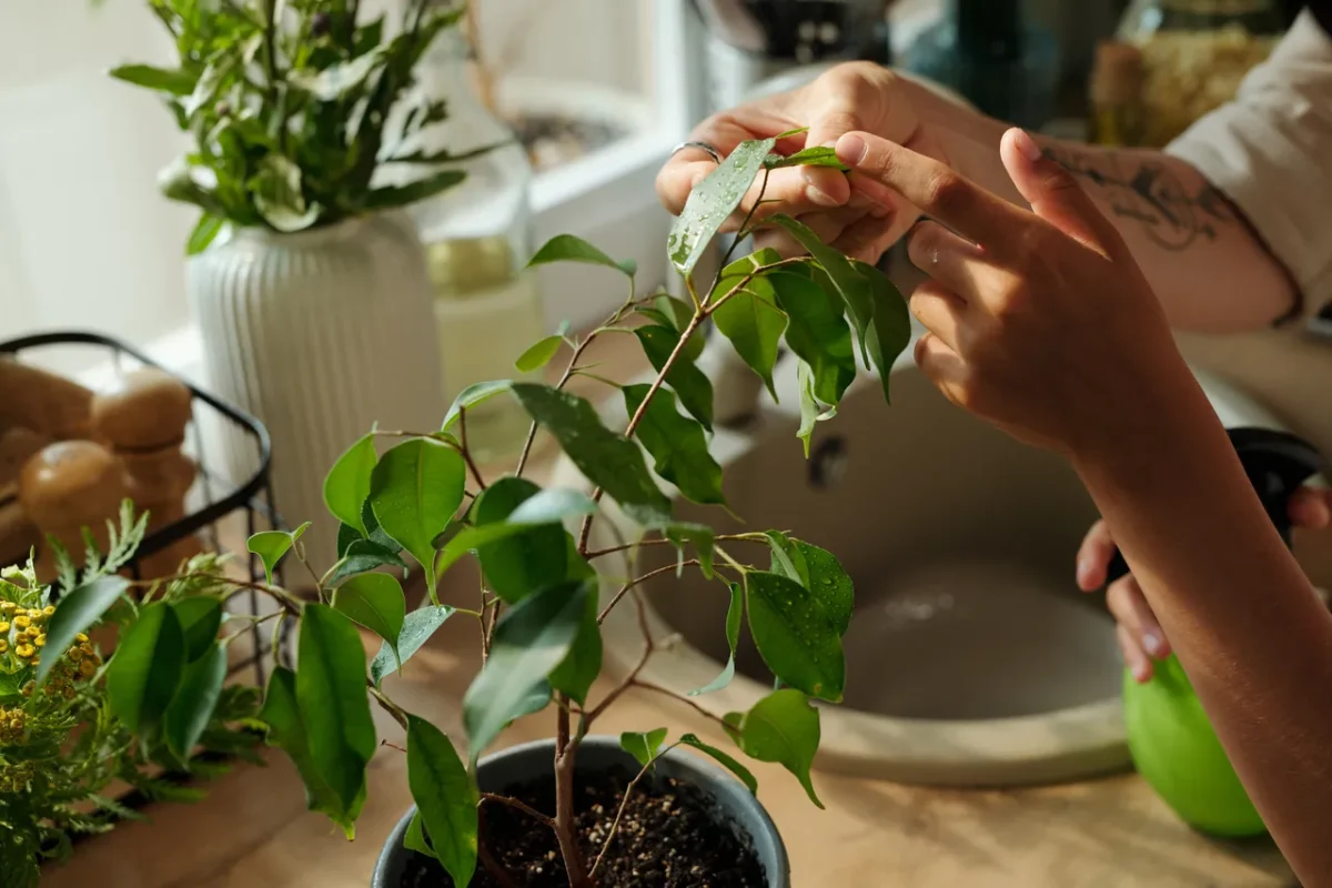 petits-arbres-en-pot