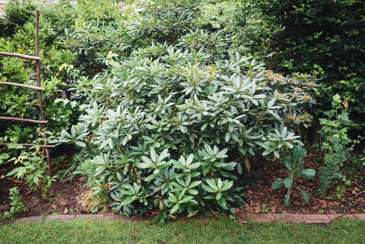 plantes-a-ne-pas-tailler-janvier