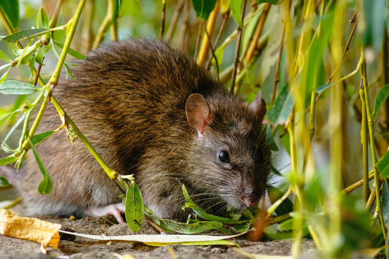 Les 5 plantes à cultiver pour faire fuir les rats dans votre jardin une astuce incroyable