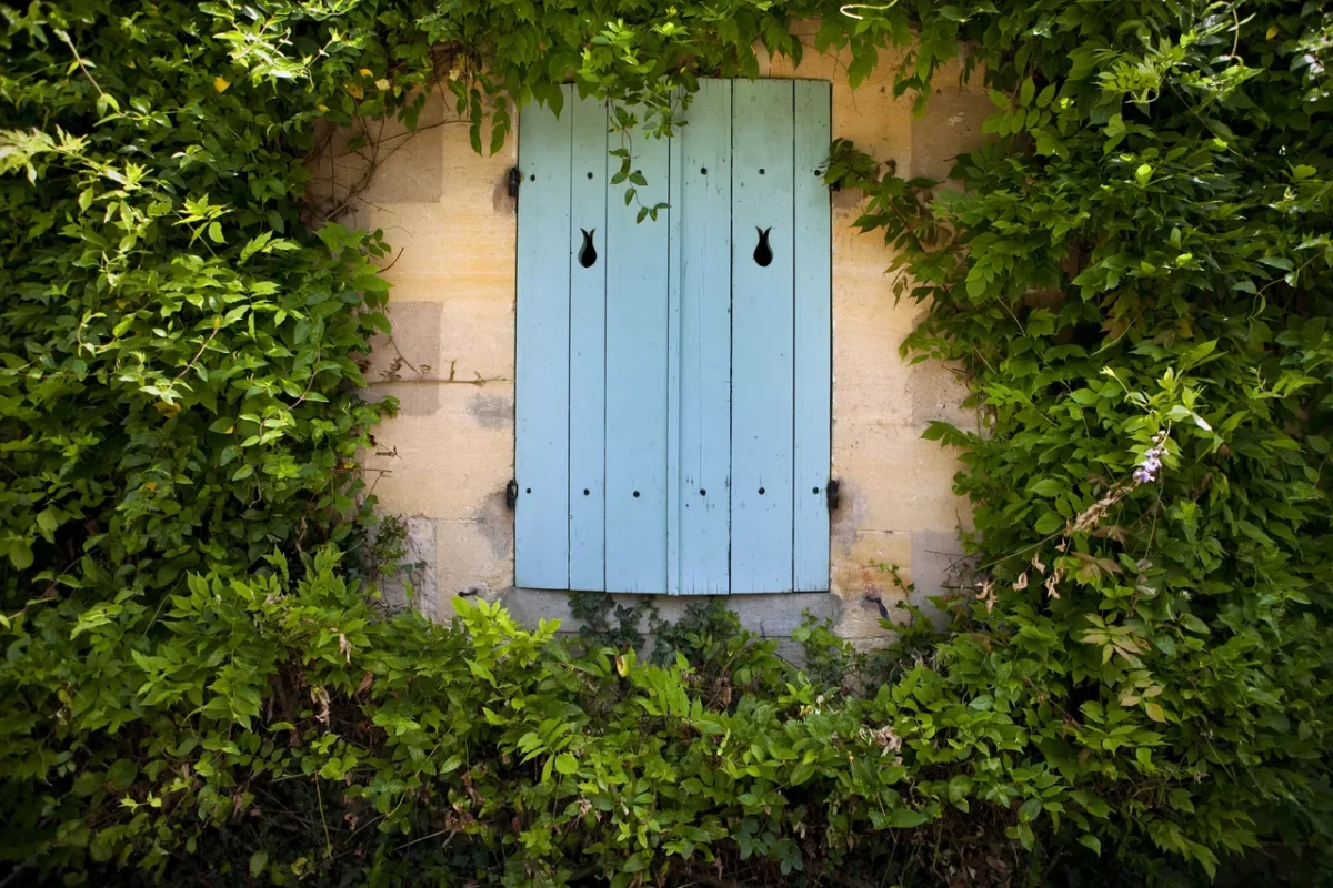 plantes-grimpantes-mur