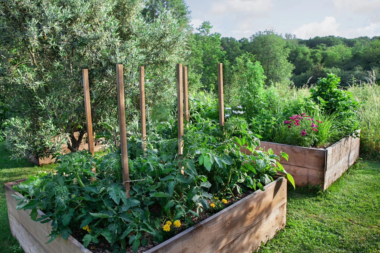 potager en carré pas cher