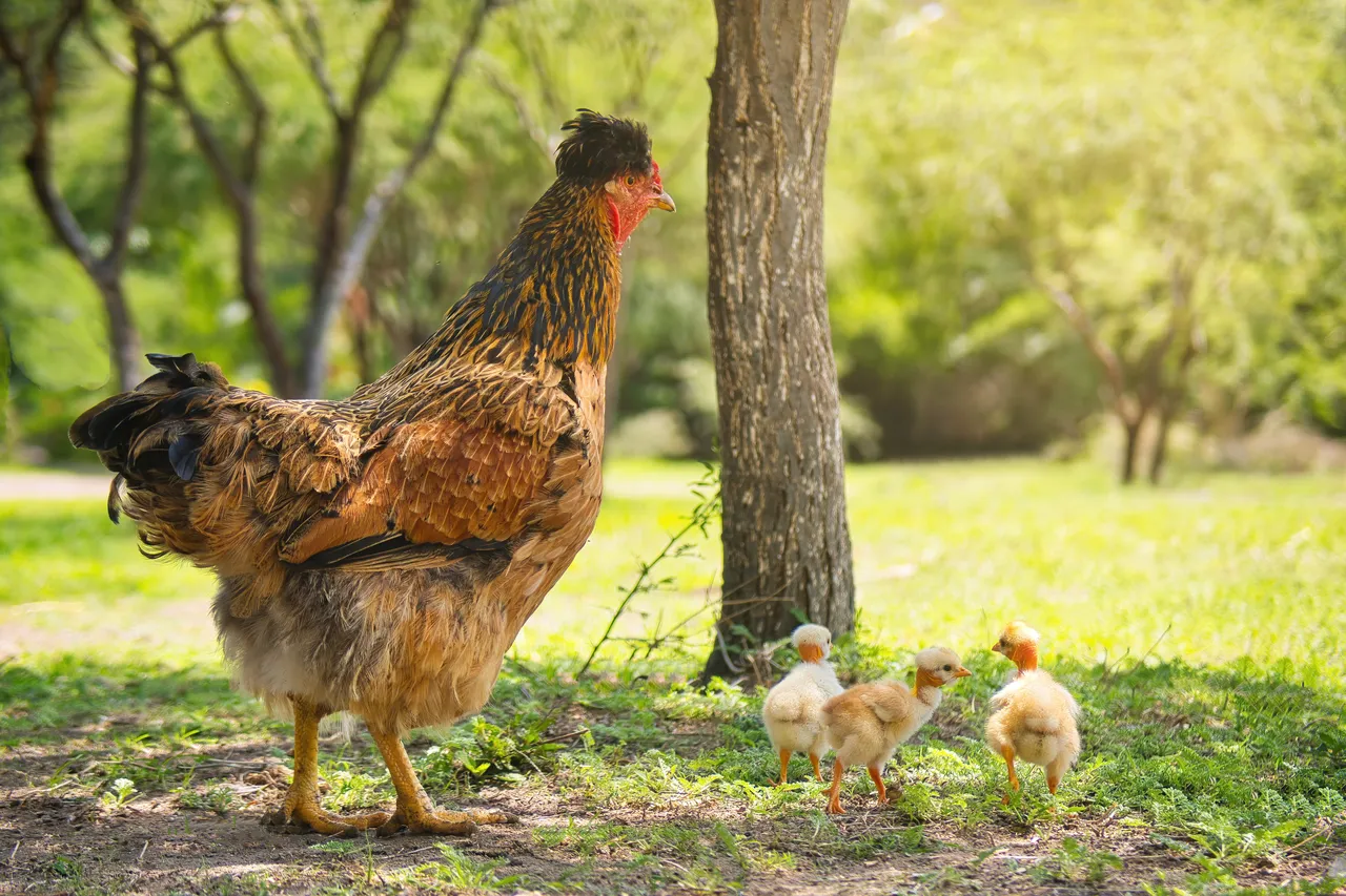 poules-en-liberte