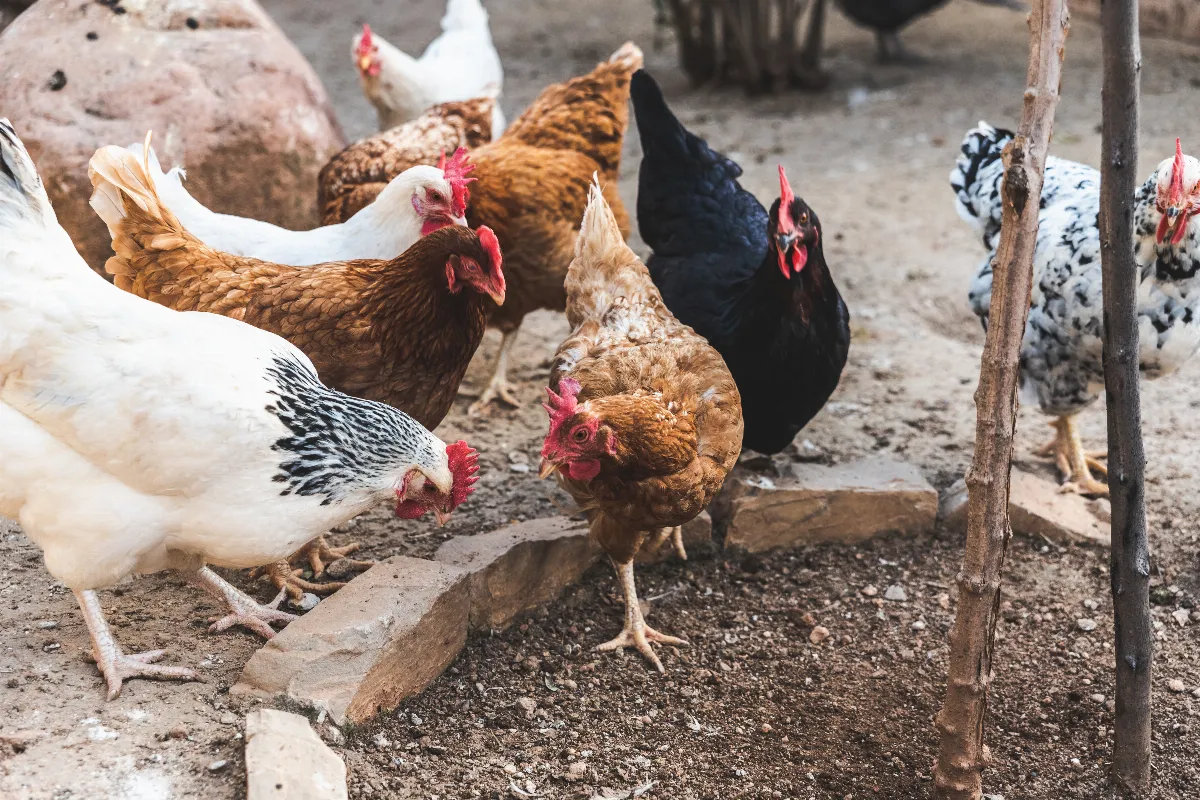 pourquoi-donner-du-bicarbonate-de-soude-aux-poules-5-utilisations-inattendues