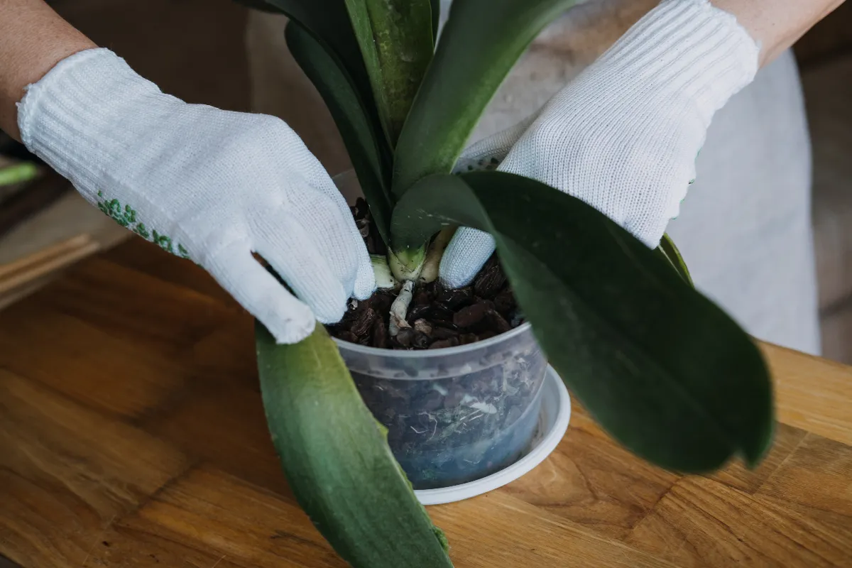 bicarbonate-de-soude-sur-les-orchidees