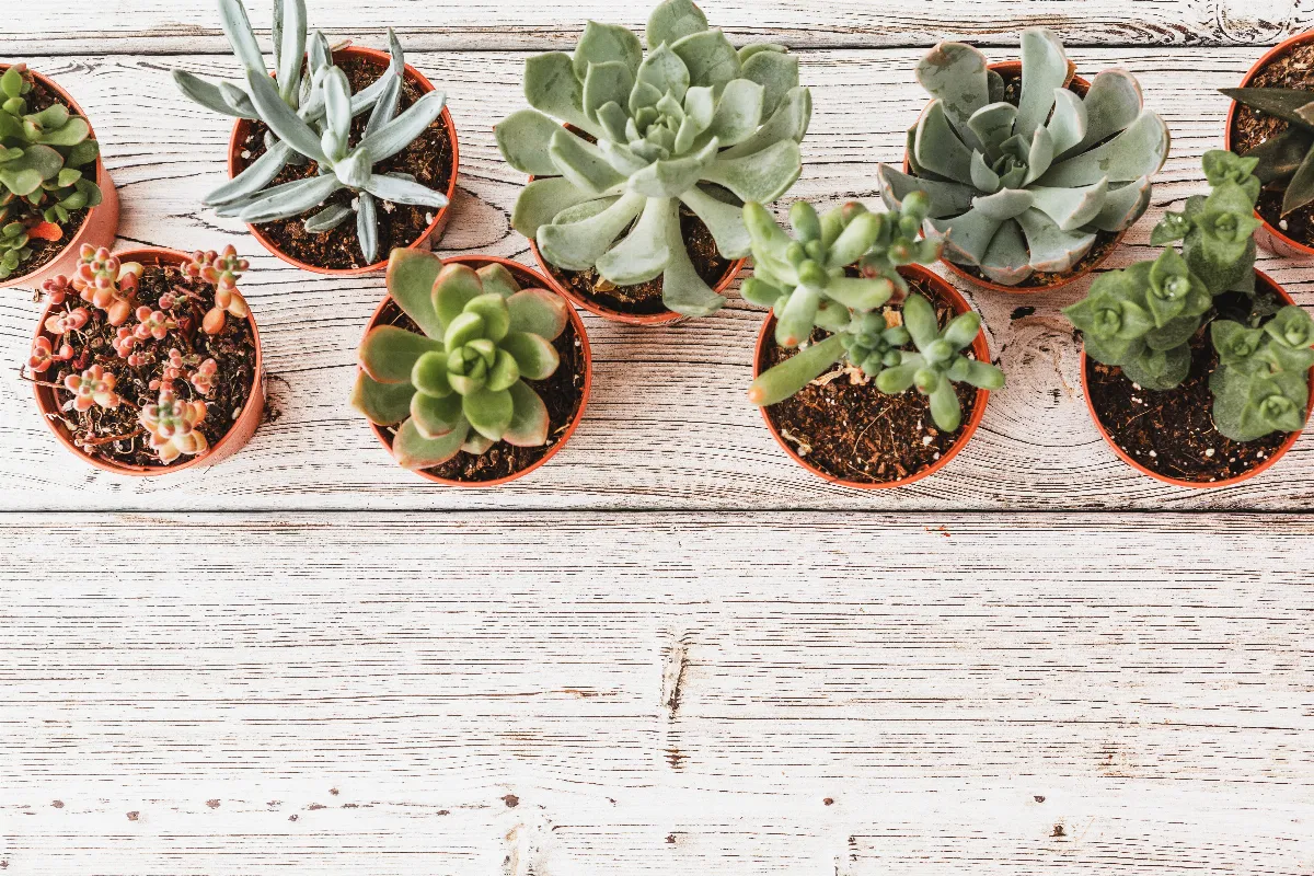 pourquoi-opter-pour-des-plantes-grasses-est-le-bon-choix-en-hiver