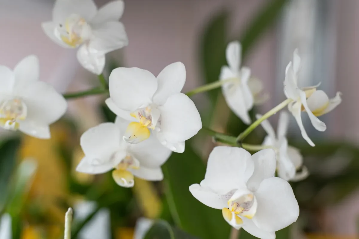 refleurir-orchidee