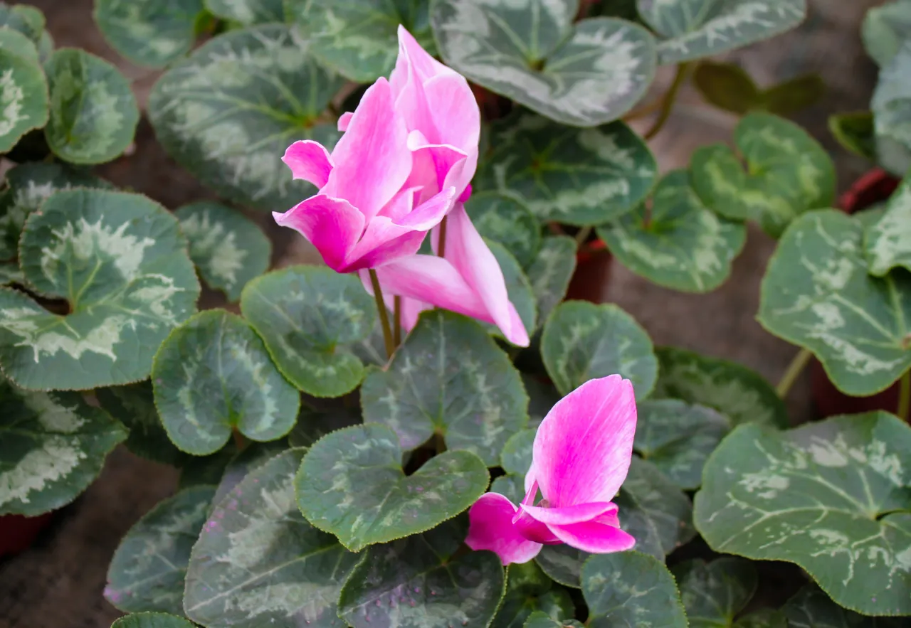 rempoter-cyclamen