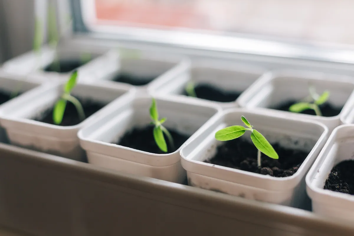 semis-de-tomates-en-interieur-quelle-est-la-date-ideale-pour-les-commencer-en-2024