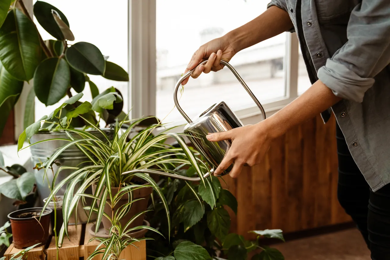 solutions-arrosage-plantes