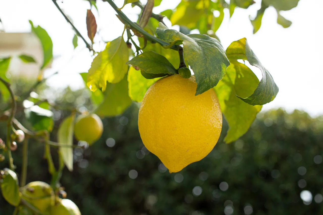taille-citronnier