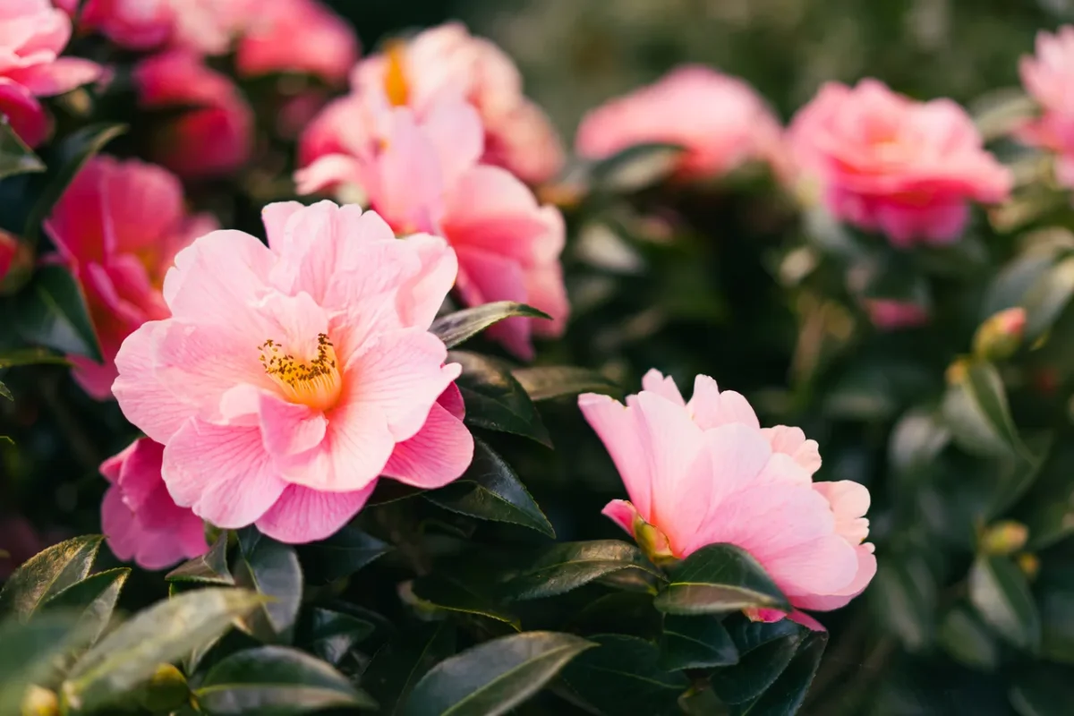 top-10-fleurs-hiver