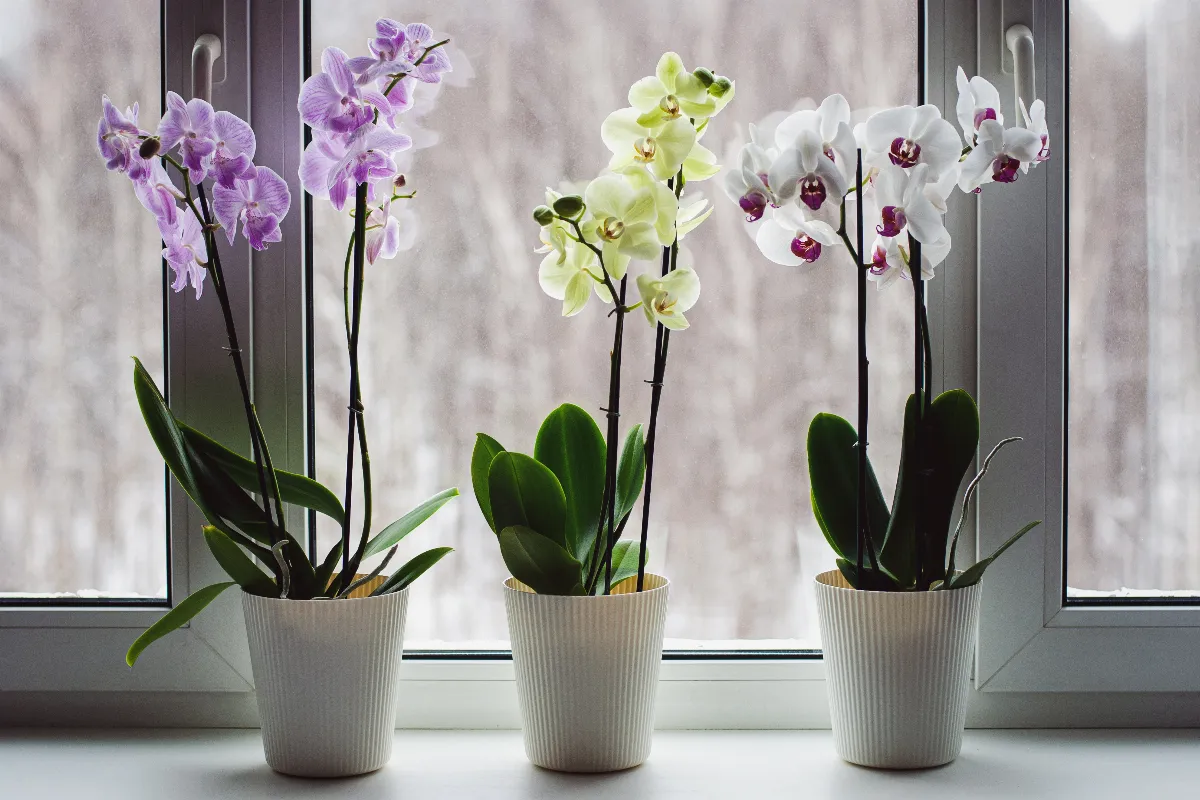 voici-les-5-facteurs-essentiels-pour-forcer-votre-orchidee-a-fleurir