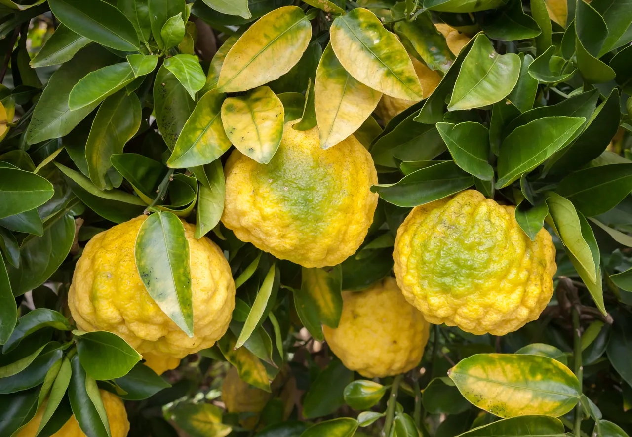yuzu-froid