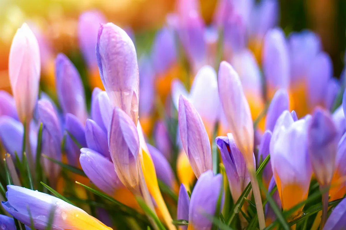 3-bulbes-a-planter-des-maintenant-pour-un-jardin-fleuri-au-printemps