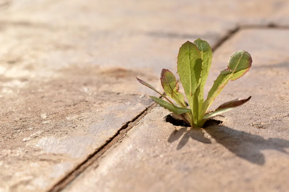 3-solutions-efficaces-pour-desherber-naturellement-et-durablement-votre-allee-de-gravier