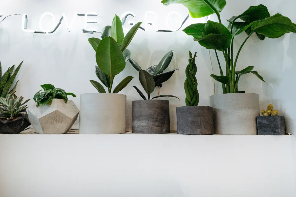 5-arbres-dinterieur-a-installer-dans-sa-maison