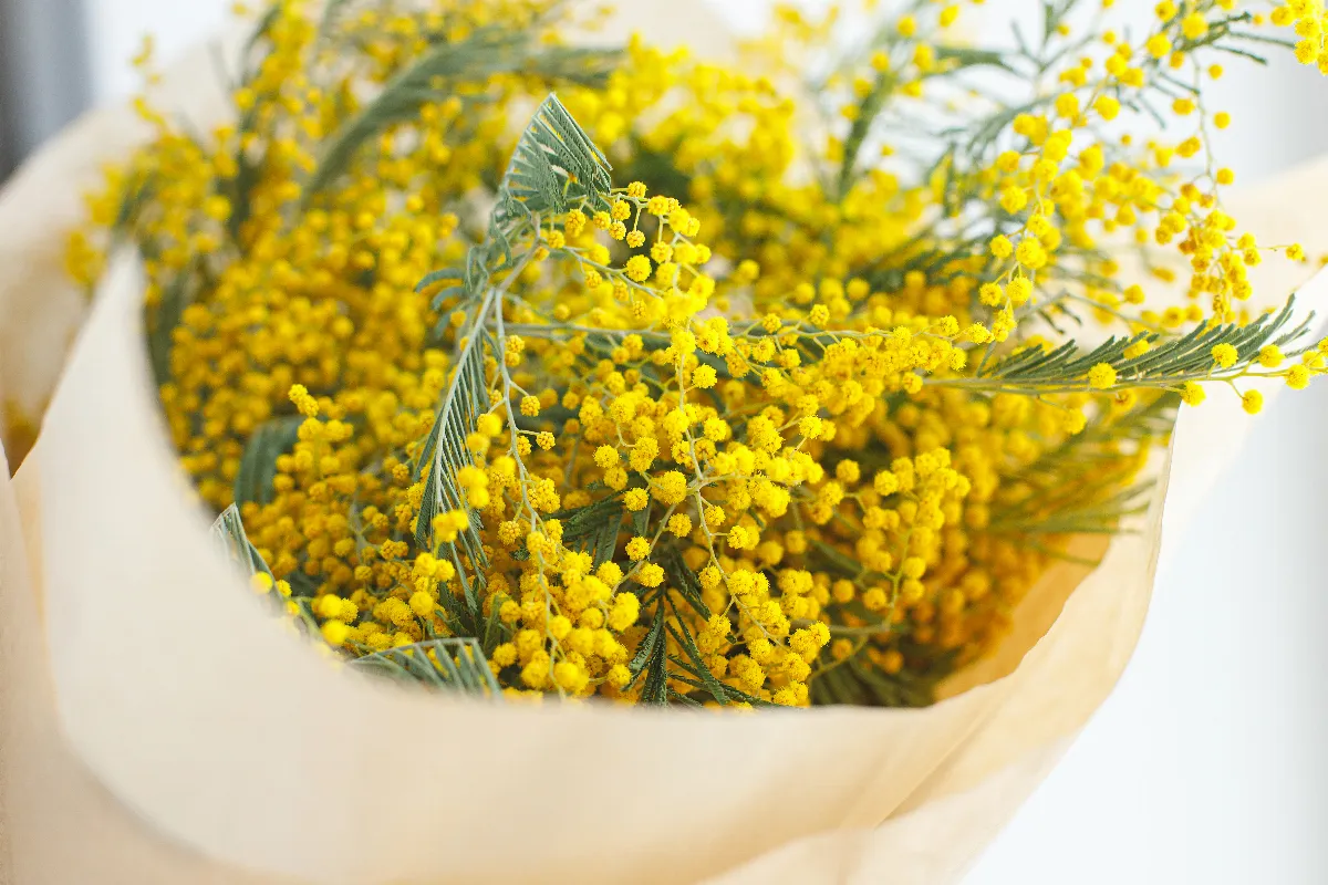 5-astuces-pour-conserver-votre-mimosa-plus-longtemps-suivez-nos-conseils