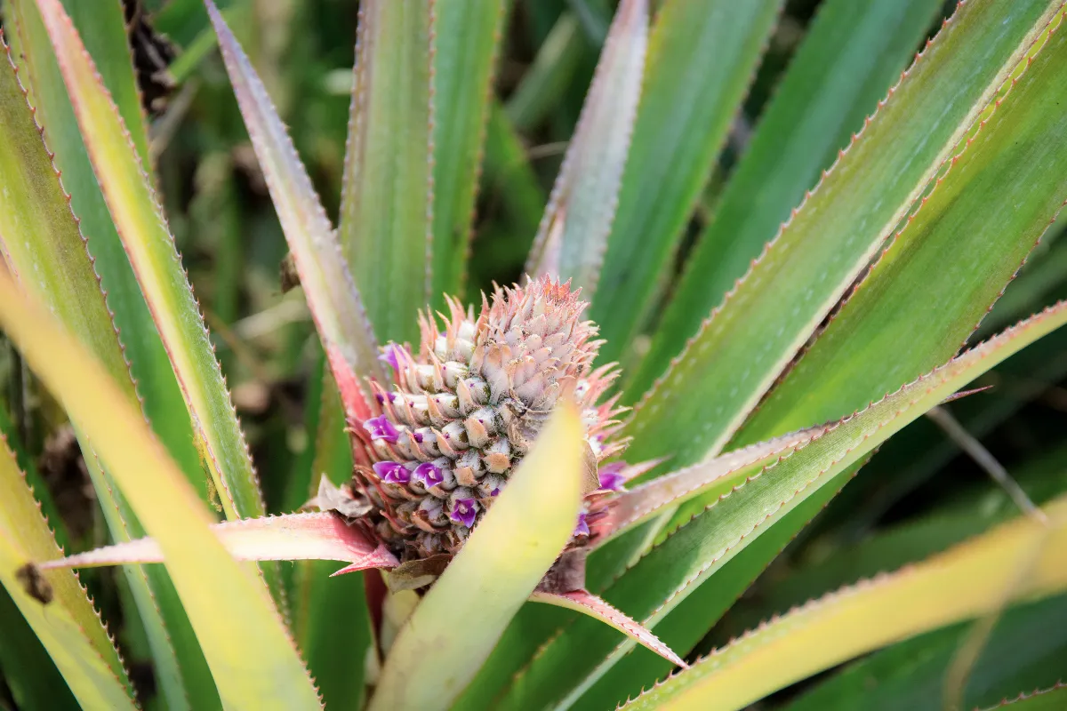 5-etapes-simples-et-efficaces-pour-faire-pousser-un-ananas-chez-vous