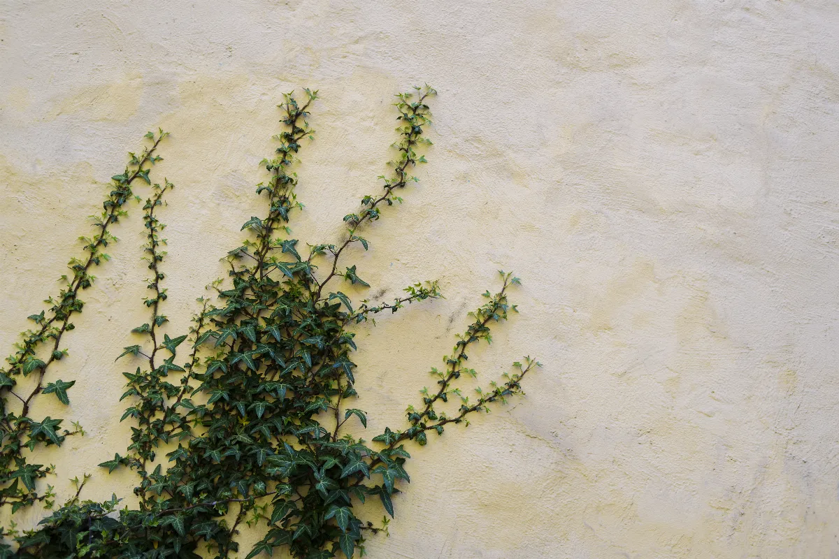 6 astuces pour enlever définitivement les racines de lierre sur les murs de votre maison