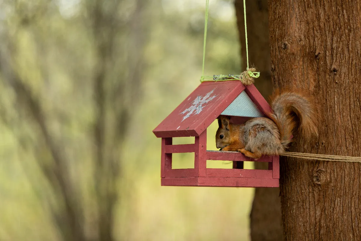 6-etapes-simples-pour-fabriquer-une-mangeoire-pour-ecureuil-dans-votre-jardin