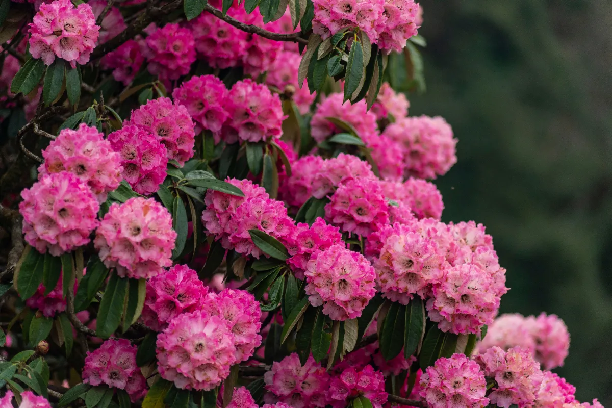 a-quel-moment-de-lannee-faut-il-tailler-votre-rhododendron-decouvrez-le-moment-ideal