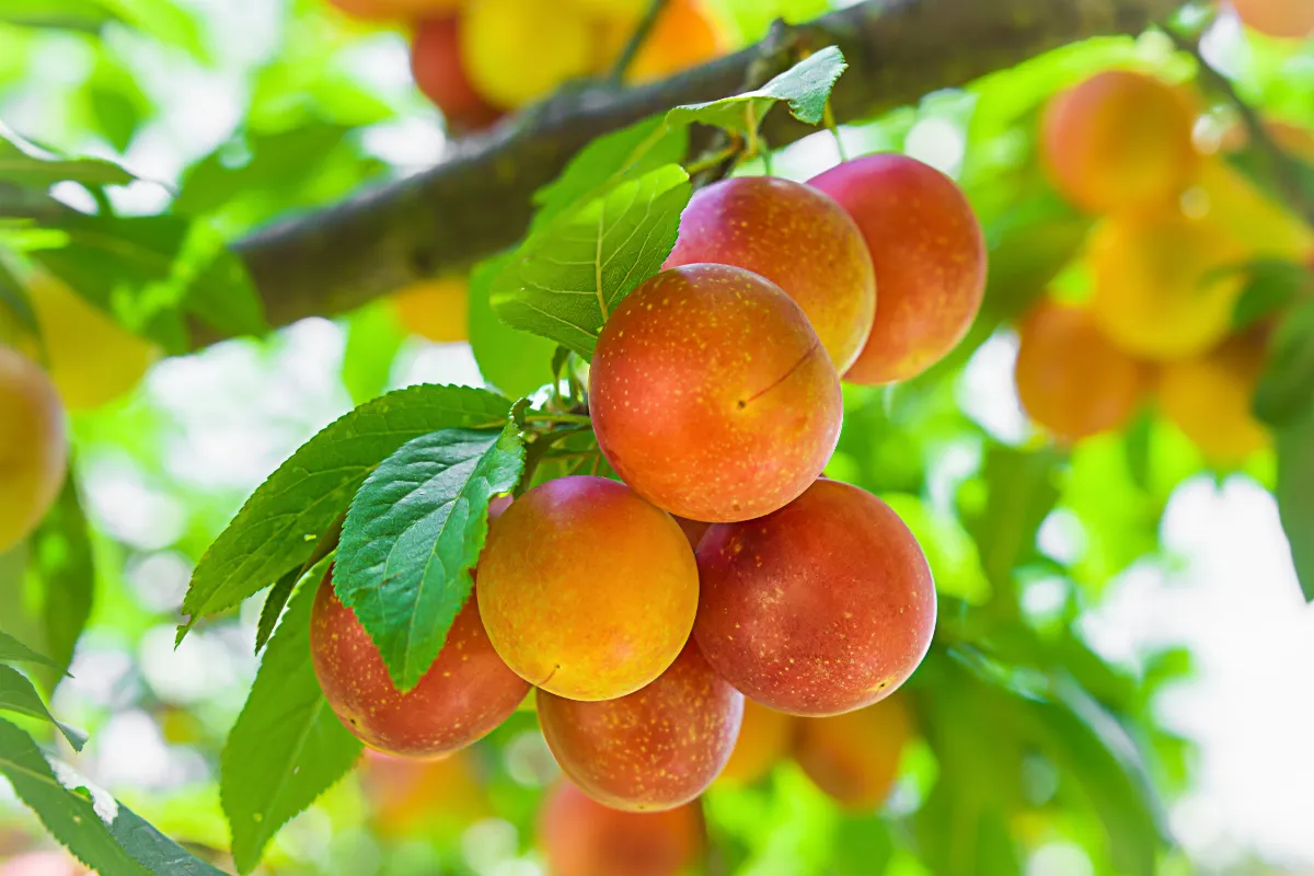 bien-tailler-votre-mirabellier-en-fevrier-voici-comment-faire-pour-avoir-une-bonne-recolte