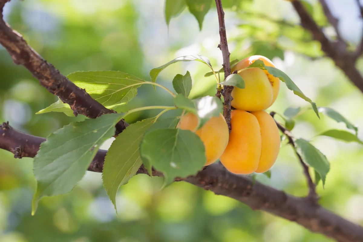 ce-produit-de-la-cuisine-va-vous-permettre-de-proteger-naturellement-vos-arbres-fruitiers-decouvrez-lequel