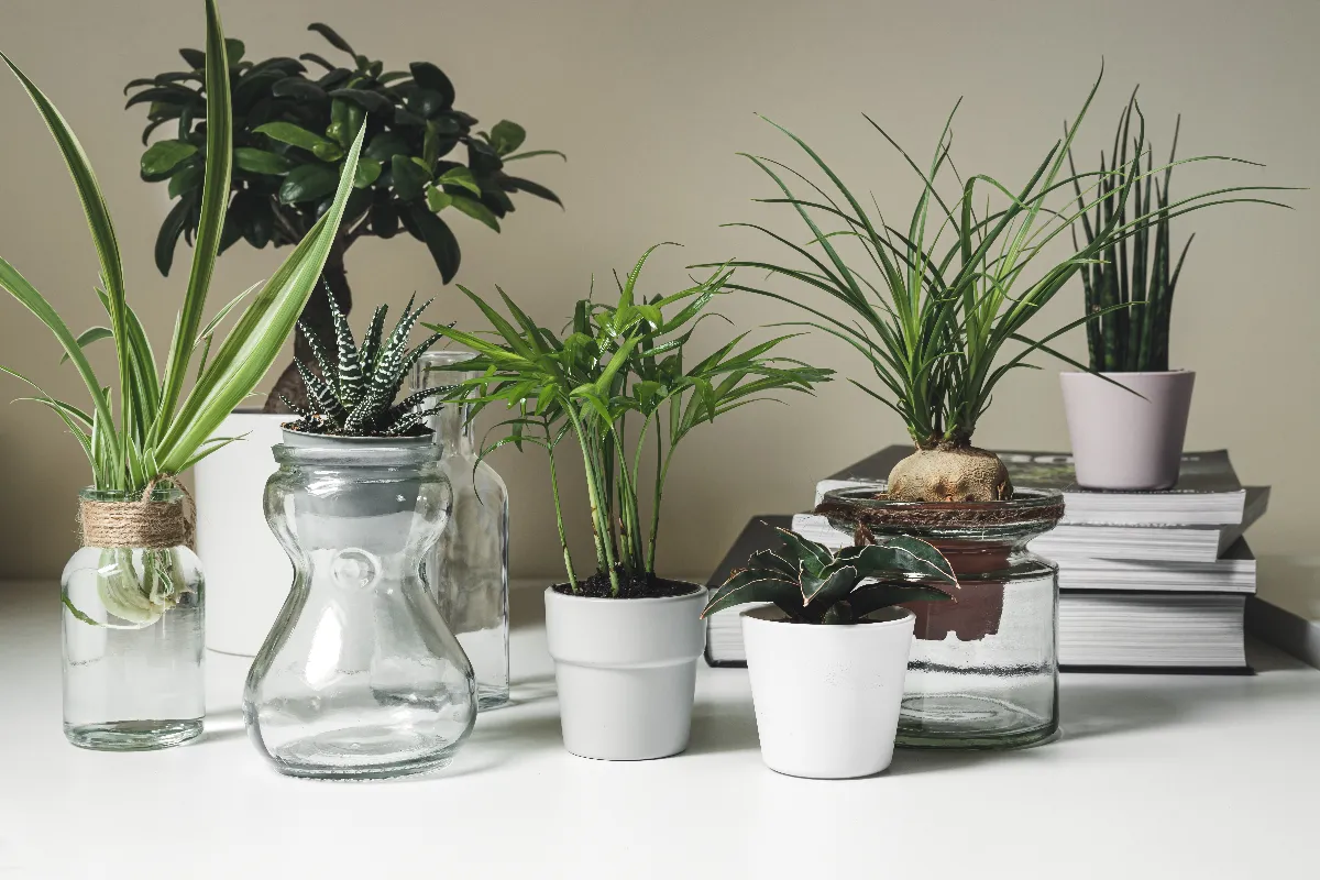 ces-6-plantes-dinterieur-vont-vous-debarrasser-de-la-poussiere-decouvrez-lesquelles