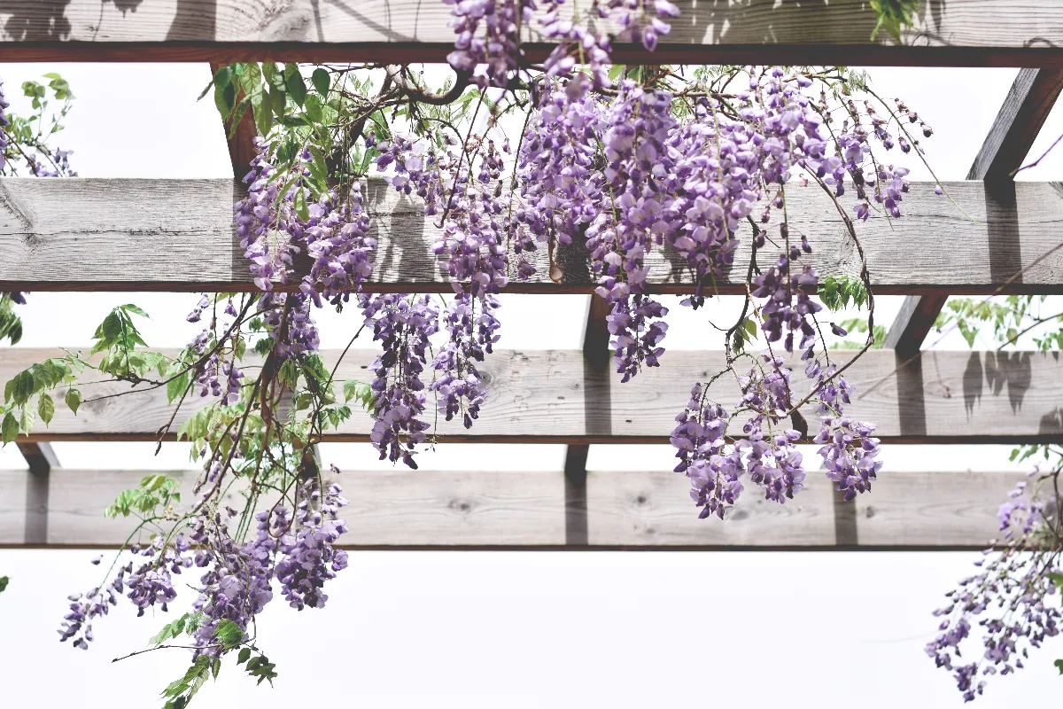 comment-vegetaliser-une-pergola-voici-les-meilleures-astuces-pour-embellir-votre-jardin