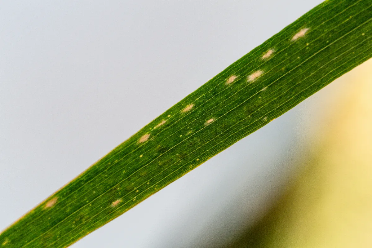 du-mildiou-apparait-sur-vos-plantes-dinterieur-comment-le-combattre-et-proteger-vos-plantes